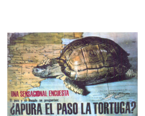 aviso contra la tortuga